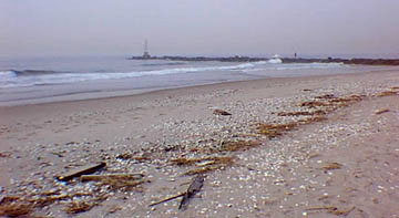 Beach wrackline and Breezy Point jetty