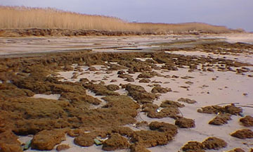 Peat exposed by shore erosion along Jamaica Bay