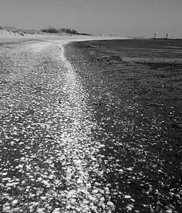 Shell-covered Plumb Beach on Jamaica Bay