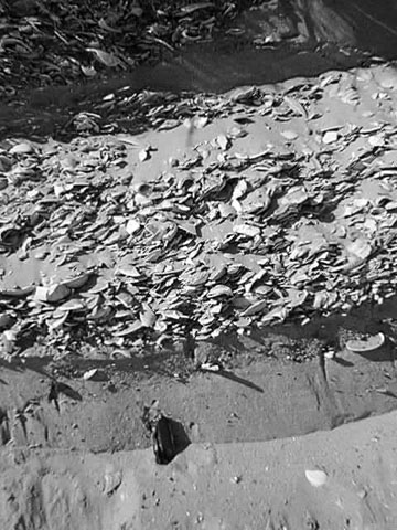 1990's storm deposits exposed in eroded dunes at Plumb Beach