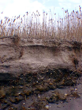 Coastal erosion exposing an old landfill along Jamaica Bay