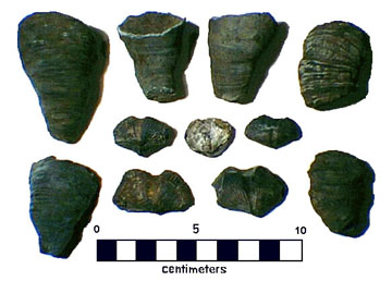 Fossil corals and brachiopods from the Hamilton Group, Kingston, New York