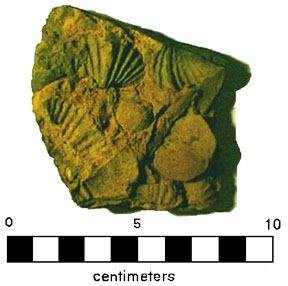 Devonian fossils, Esopus Formation, Higland Mills, New York