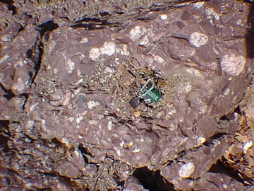 Puddingstone (conglomerate) on Bearfort Ridge, New Jersey