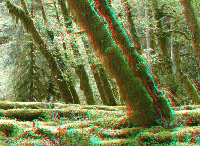 Moss covered trees and logs in the Hoh Rain Forest