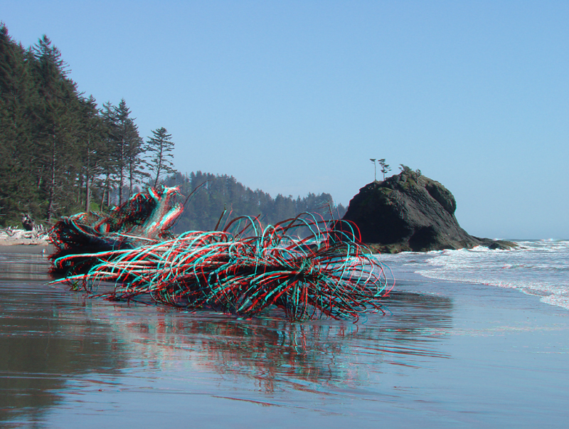 A dead tree on Second Beach