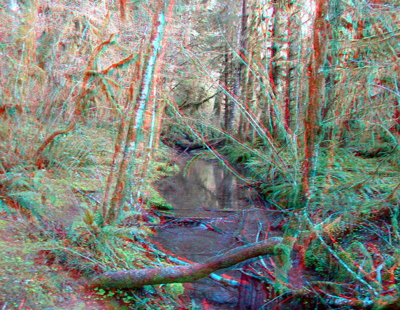 Spring fed stream in Hoh Rain Forest