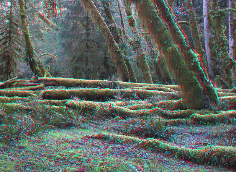 Fallen trees in Hoh Rain Forest