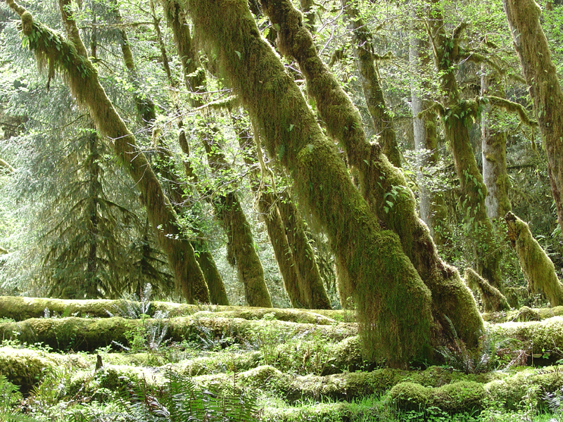 Moss covered trees and logs in the Hoh Rain Forest