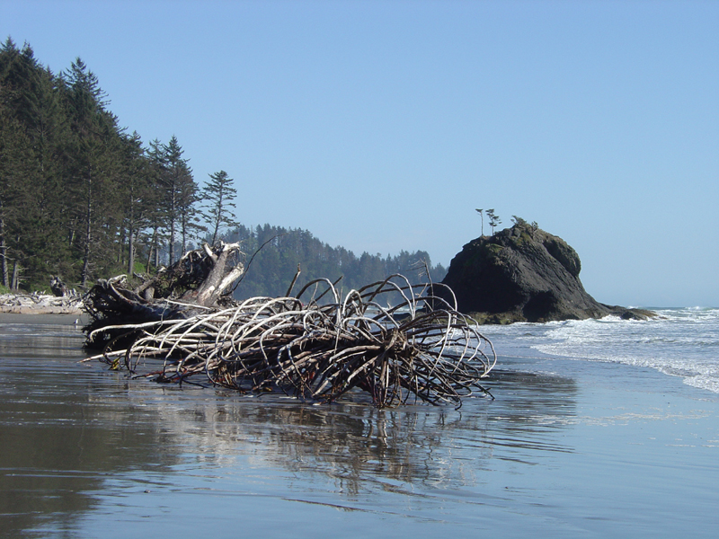 A dead tree on Second Beach