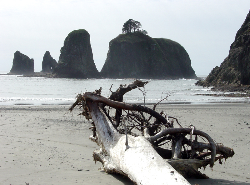 Sea stacks at Rialto Beach