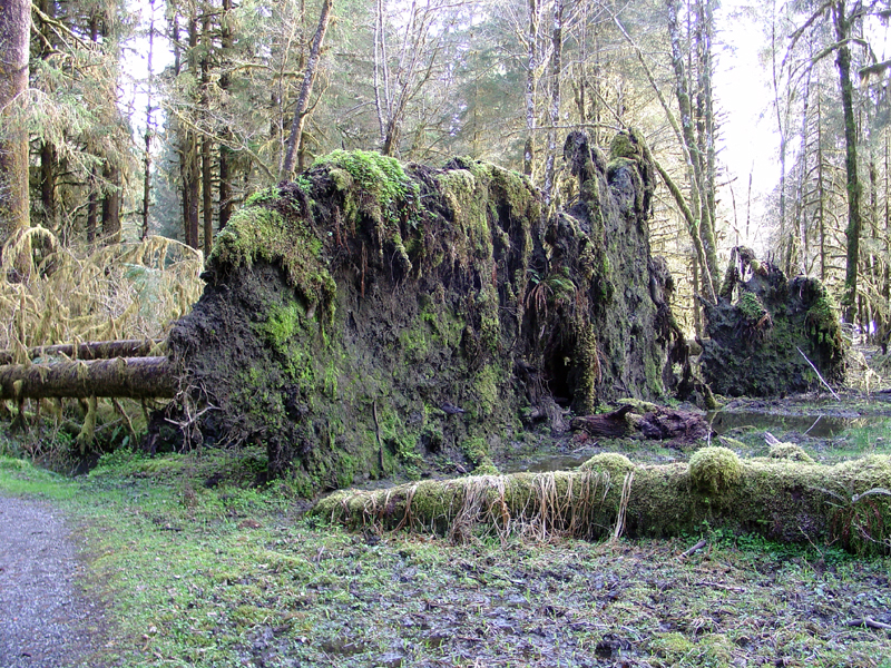 Uprooted pines in Hoh Rain Forest