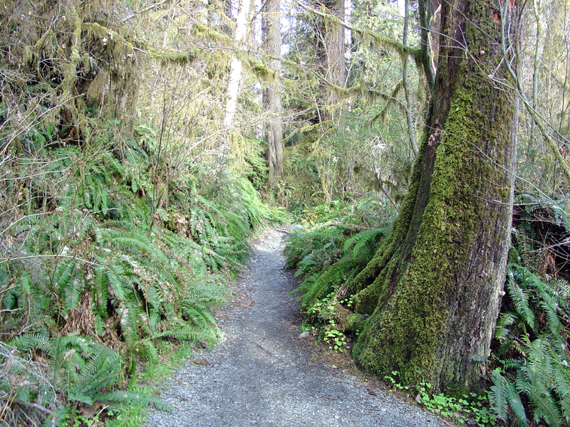 Hoh Rain Forest, Spruce Nature Trail