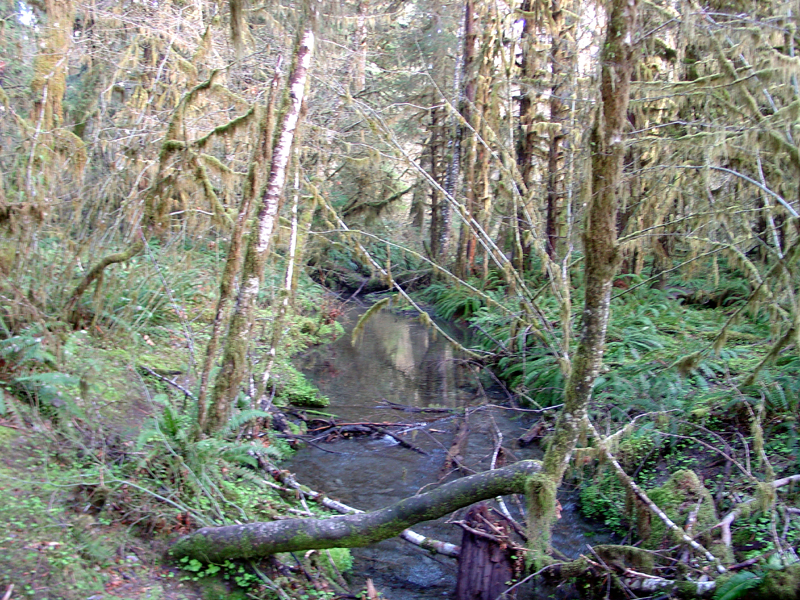 Spring fed stream in Hoh Rain Forest