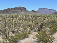 View looking east from Ajo Mountain Wayside parking area of the Ajo Range.