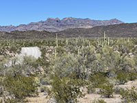 View looking east at the Diablo Mountains part of the Ajo Range from along the Ajo Mountain Drive.