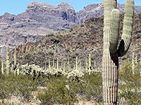 Zoom view of a field of saguaro and teddy-bear cholla cactus at the base of the Diablo Mountains part of the Ajo Range along Ajo Mountains Drive.