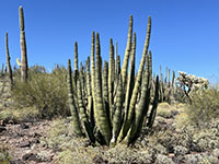 Organ Pipe Cactus near Twin Peaks Campground