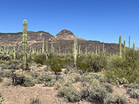 A desert pediments with a field of saguaro cactus.