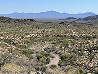 View looking west down the valley from overlook along Ajo Mountain Drive. 