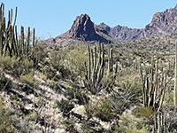 Zoom view looking north from along Ajo Mountain Drive of the volcanic plug called Montezumas Head.