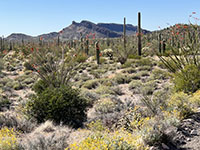 View looking northeast from the Ajo Mountain Drive overlook showing  Tilloson Peak, a cuesta capped with dark basaltic lava layer. 