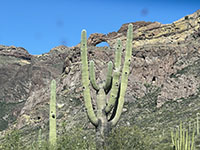 A saguaro "goal post" view of the Arch in Arch Canyon along the Ajo Mountain Drive.