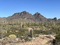 View looking south from a picnic area along the Ajo Mountain Drive looking toward the Diaz Peak (Diz Sprire) mountain area.