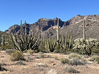 Organ Pipe Cactus, saguaro cactus, and Teddy-Bear cholla on the pediment east of the Ajo Mountains along Ajo Mountain Drive.