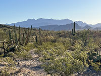 zoom view looking south from Ajo Mountain Drive toward the Sierra De Santa Rosa (Range that extend across the border into Mexico.