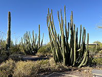 Organ Pipe Cactus among the campsites in the Twin Peaks Campground.