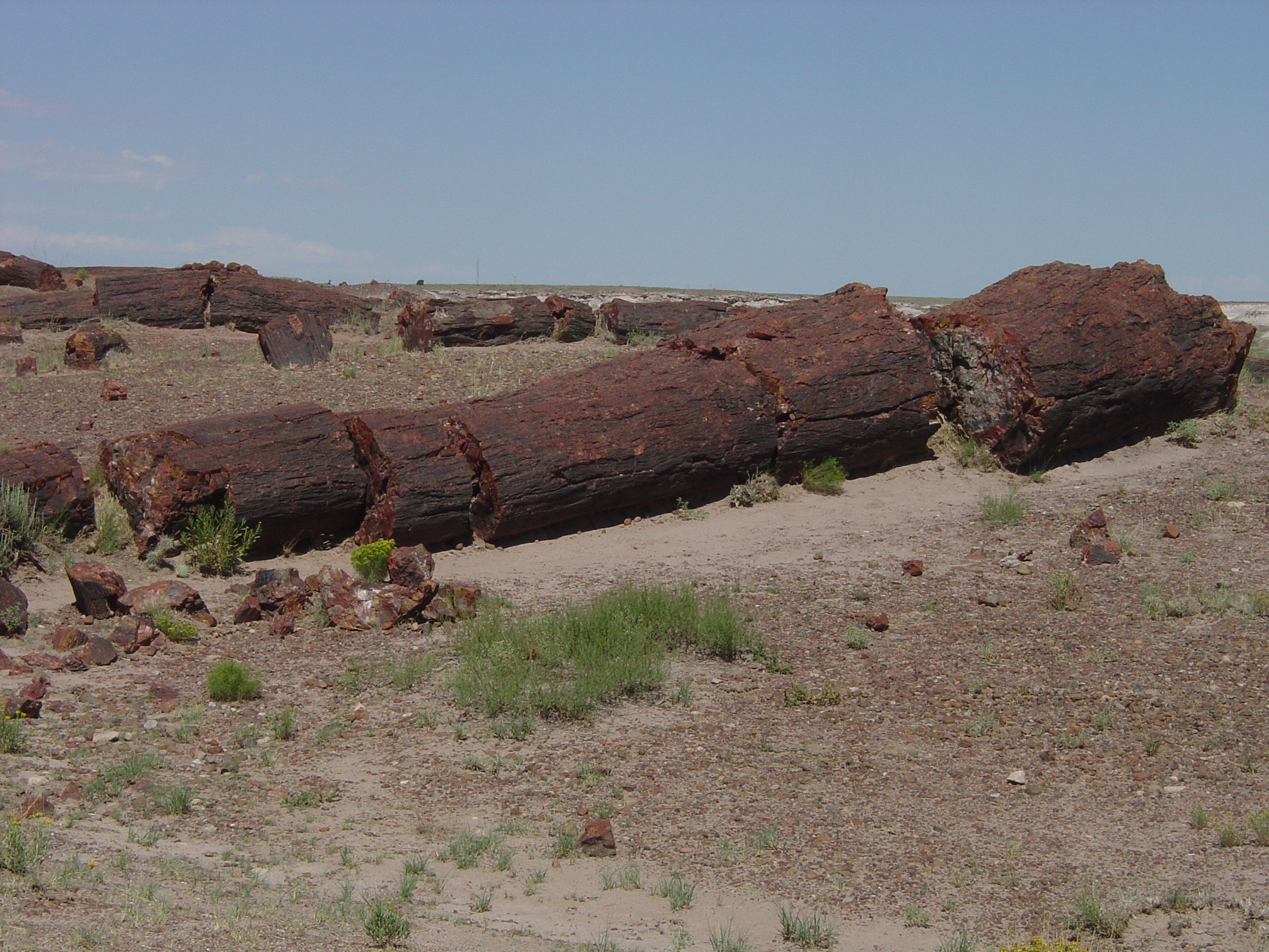 Petrified Forest National Park