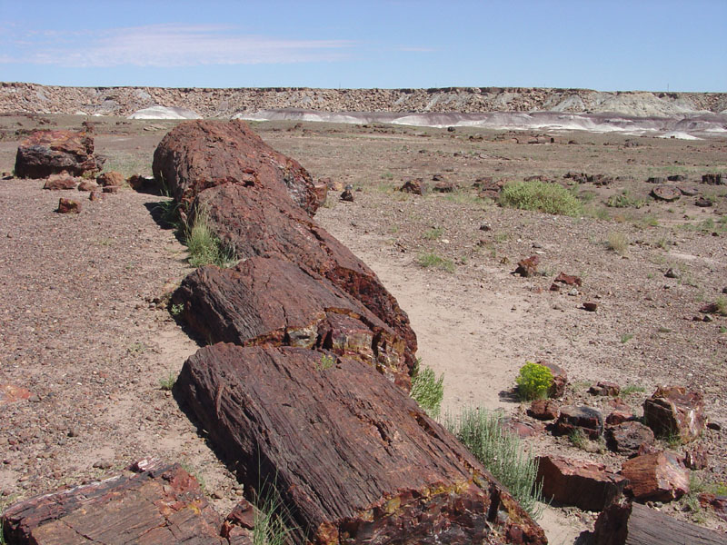 Petrified Forest National Park