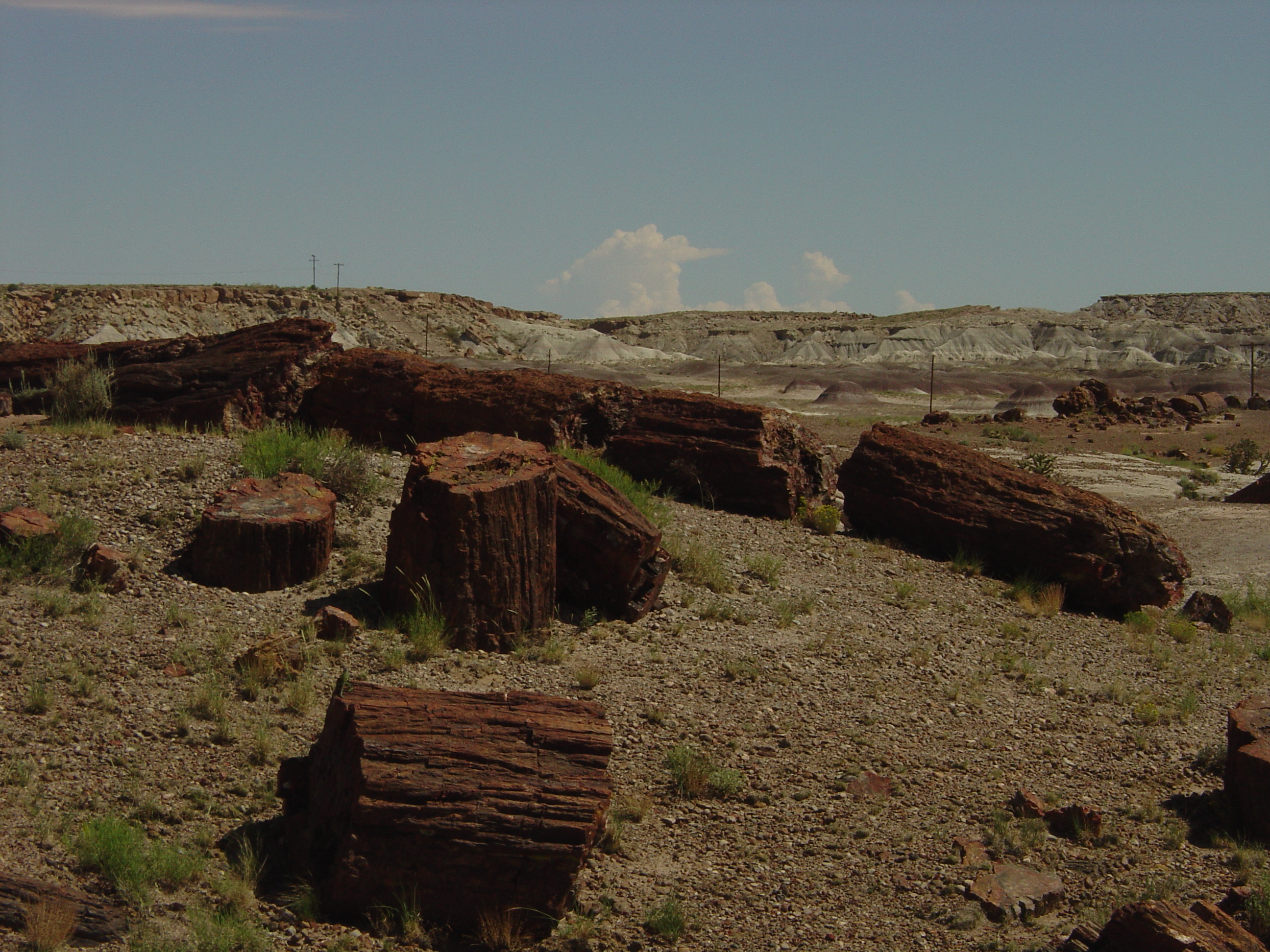 Petrified Forest National Park