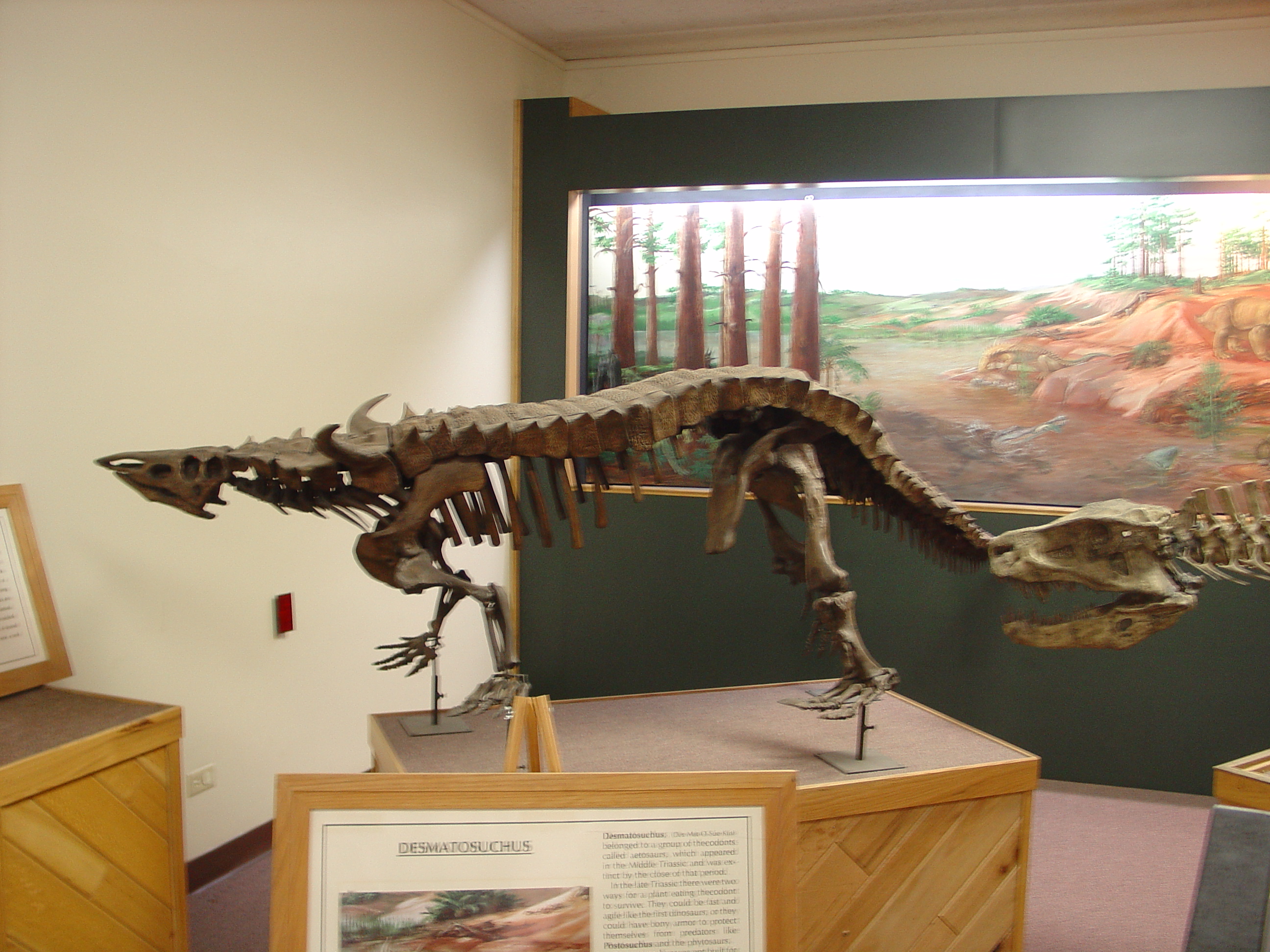 Petrified Forest National Park