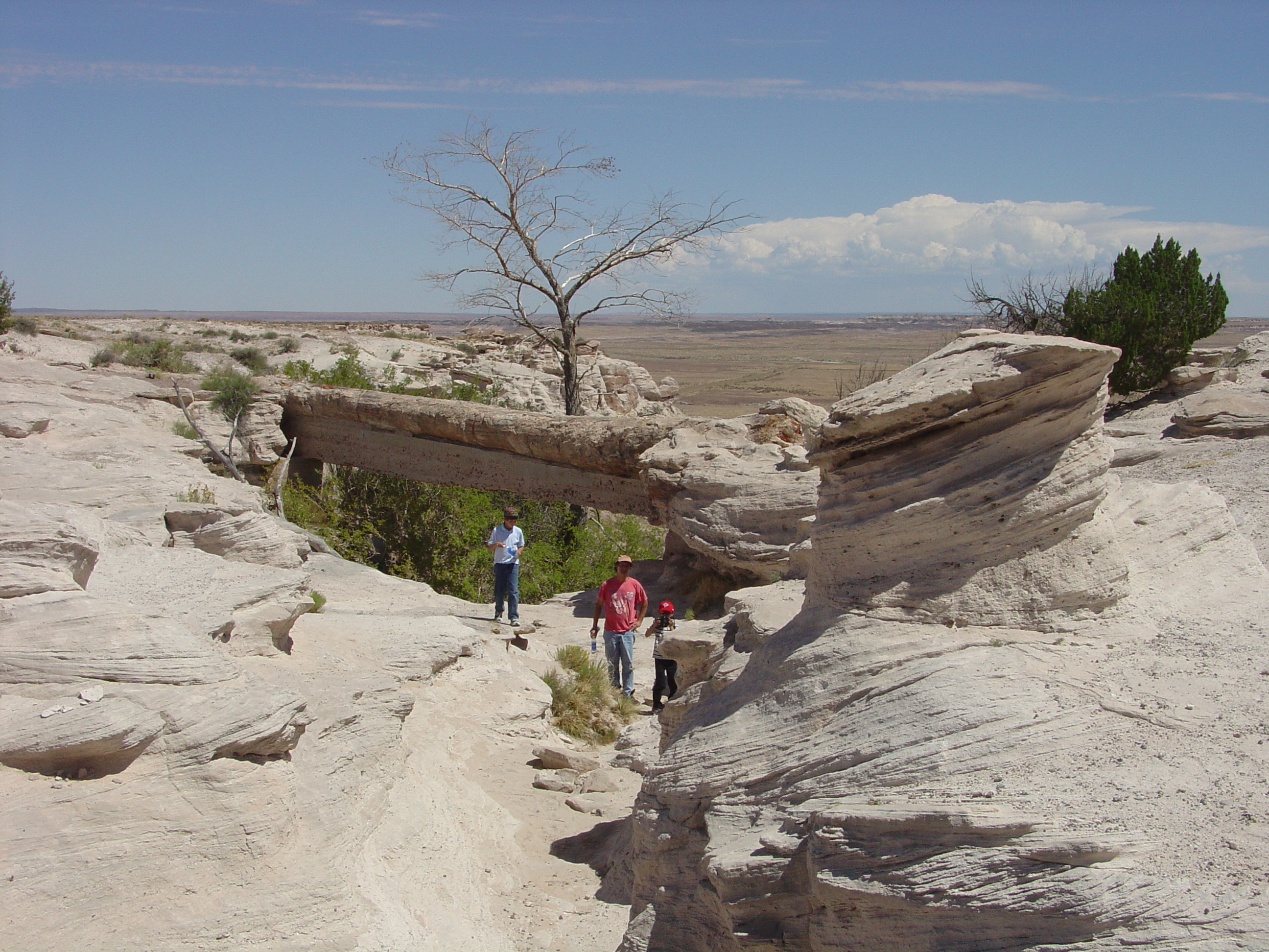 Petrified Forest National Park