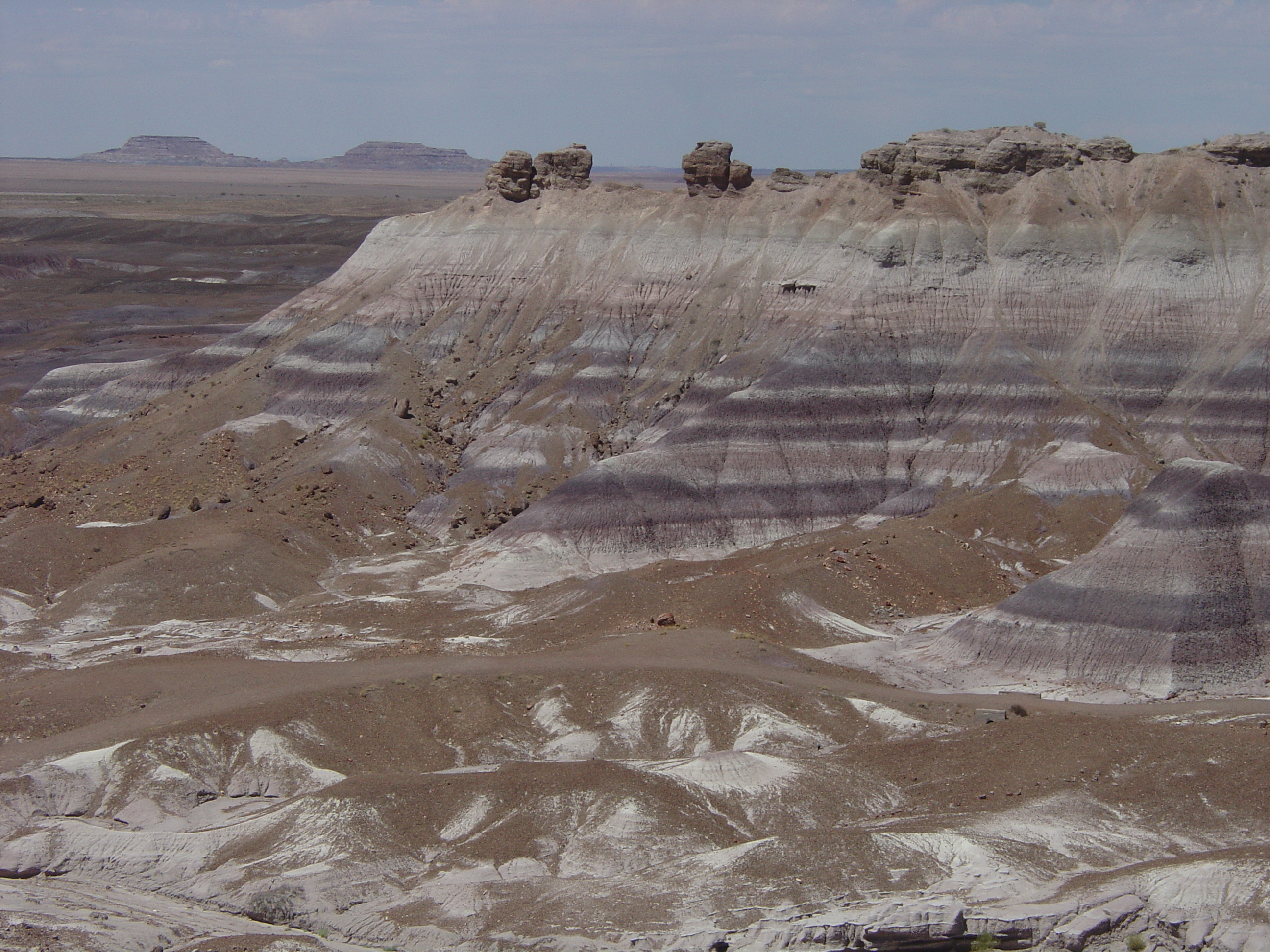 Petrified forest national park где находится