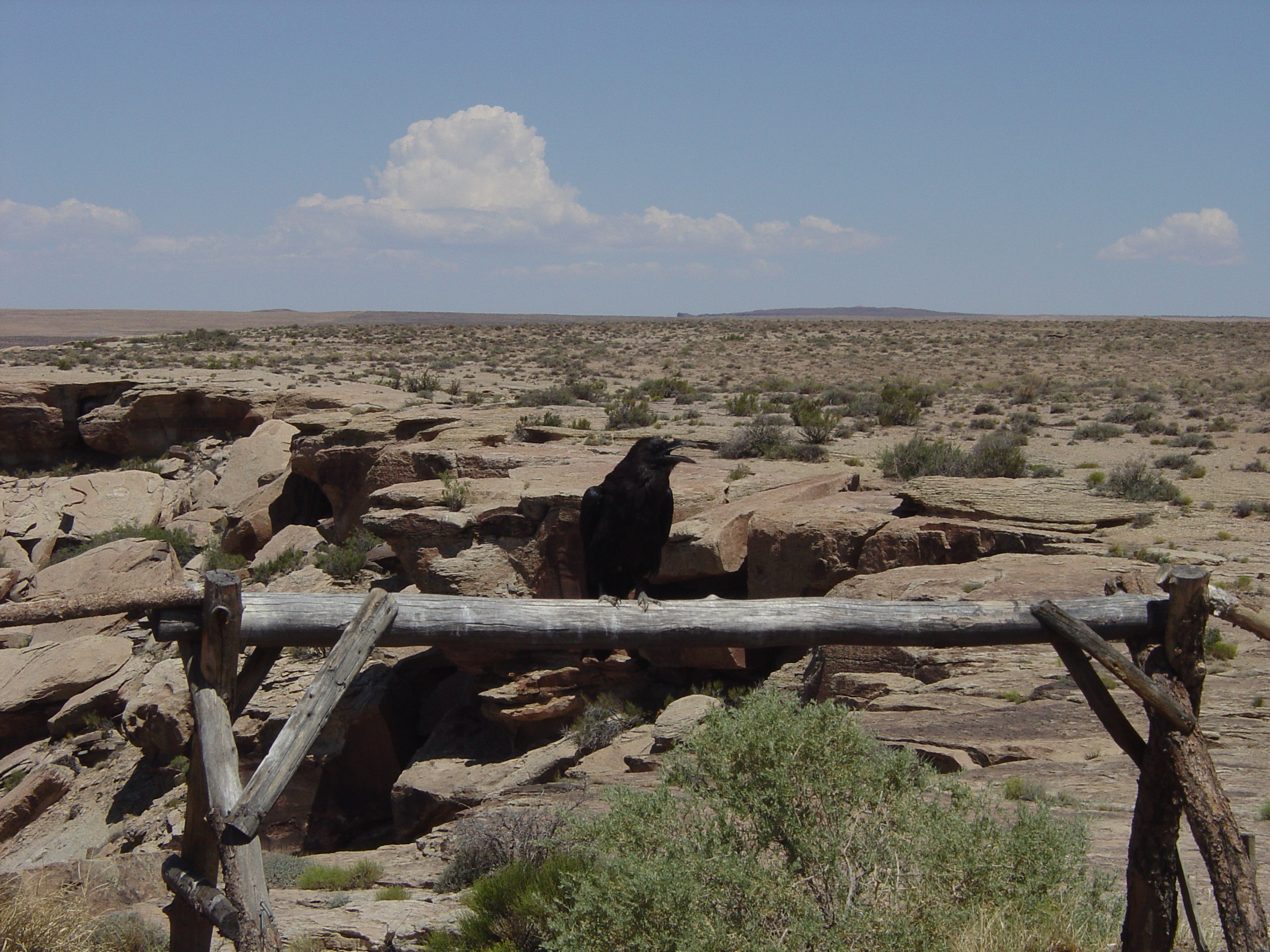 Petrified Forest National Park