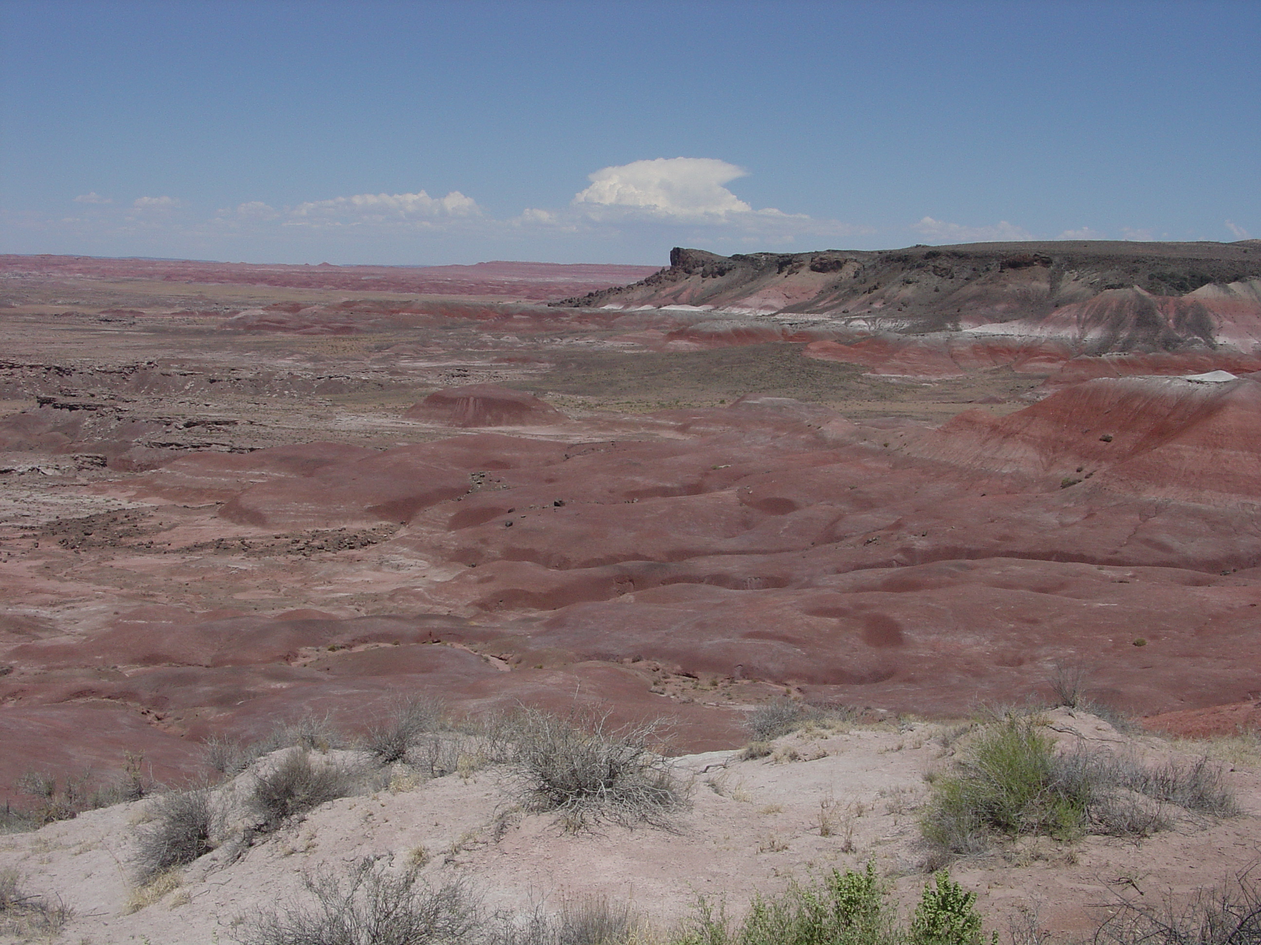 Petrified Forest National Park