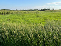 View looking across a broad expanse of tall-grass prairie in Pipestone National Monument.