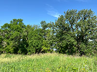 Oak and riparian forest along Pipestone Creek near the Visitor Center loop trail.