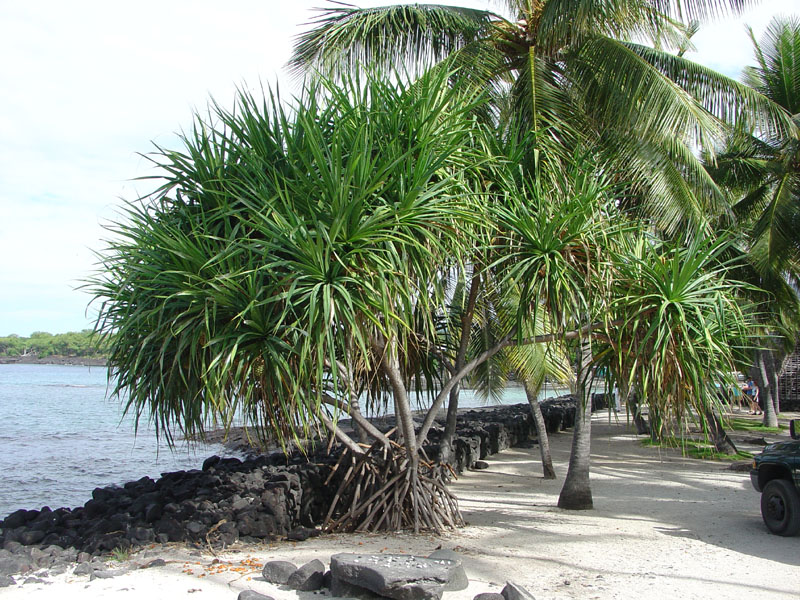 Pu'uhonoa o Honaunau NHP