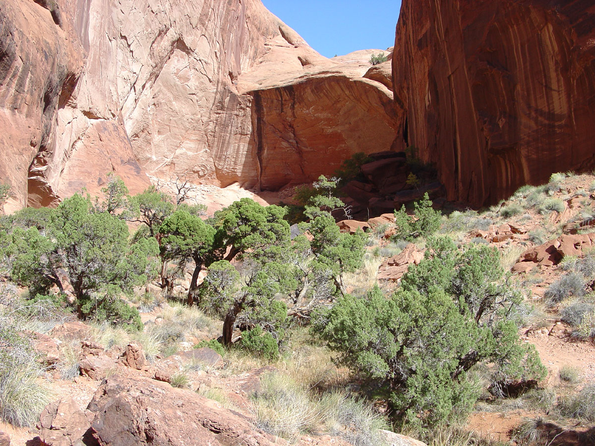 Juniper trees near Rainbow Bridge