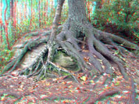 Boulder with tree roots.