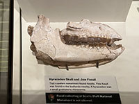 Hyracodon skull (a rhinocerus-like creature) on display in the visitor center.