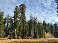 View looking acros the Crescent Meadow to the giant sequoia forest on the other side.