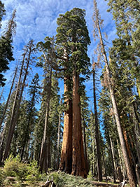 A giant sequoia tree growing next to the Crescent Meadow area in the Giant Forest area.