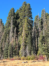 View of the Giant Forest (sequoia forest) adjacent to the Crescent Meadow.