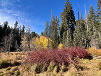 Fall colors of red and yellow (aspen?) in the Crescent Meadow Trail area.