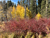 Fall colors of red and yellow (aspen?) in the Crescent Meadow Trail area.